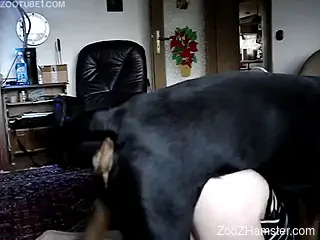 Black dog fucking a kinky zoophile in a striped outfit