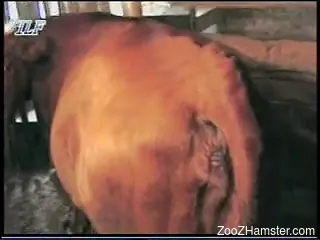 Brown mare with a sexy pussy gets destroyed on cam