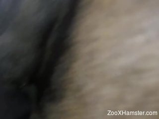 Dude fucking an animal's leaking pussy on camera