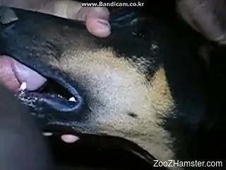 Sexy dog getting throated by a really kinky dude