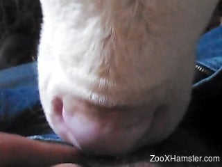 Dude's sexy cock gets sucked by an even sexier cow