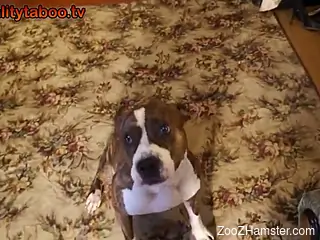 Russian MILF is ready to get ravaged by a kinky dog