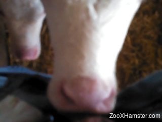 Dude face-fucking a sexy cow in a steamy POV video