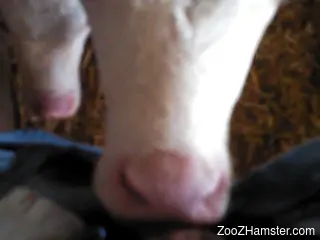 Dude face-fucking a sexy cow in a steamy POV video