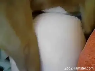 Tight booty babe getting drilled on all fours by a dog