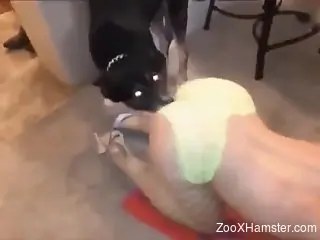 Fishnets-wearing brunette fucked by her pet
