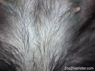 Dude fingering a dog's pussy before entering it