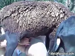 Ponytailed Latina getting fucked by a sexy sheep