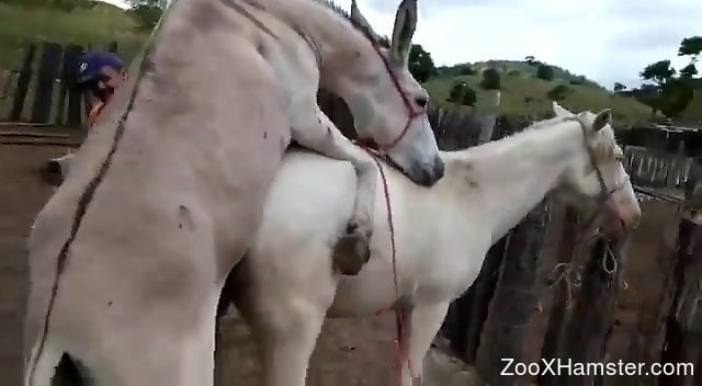 640px x 352px - Donkey fucks a mare's tight pussy from behind