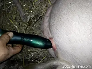 Pig pussy getting fucked with a beautiful sex toy