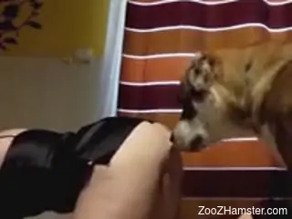 Naughty mommy taking her animal's hot cock in her puss
