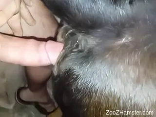 Dude destroys an animal's tight hole with his hard cock