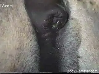 Close-up video focusing on a very sexy stallion