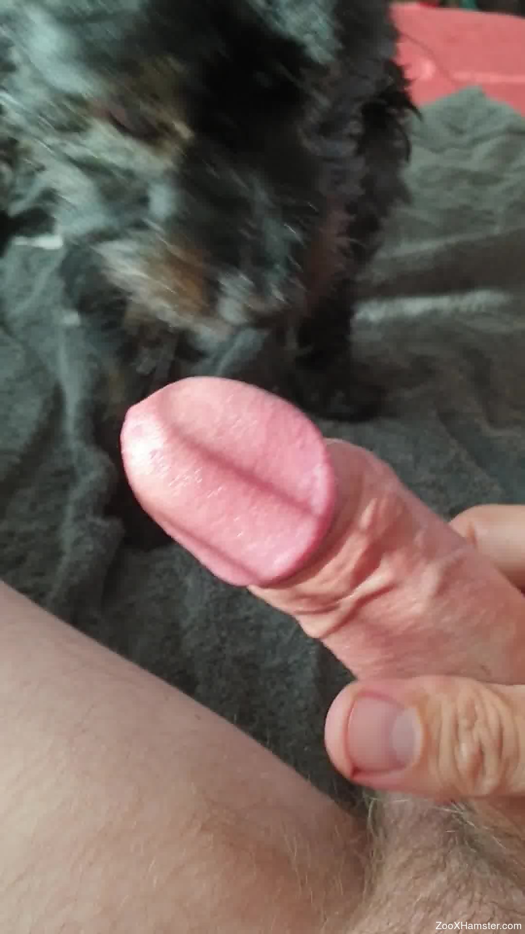 POV frottage action in a bestiality porno video