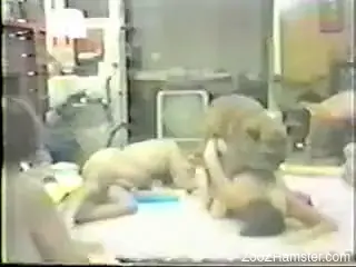 Retro orgy focusing on wild bestiality fucking