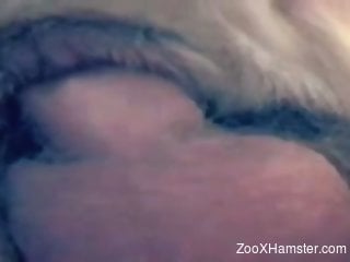 Dude with a hairy cock fucking a submissive animal