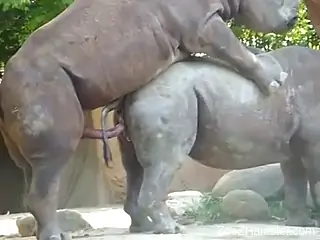 Rhino fuck scene featuring two beautiful animals