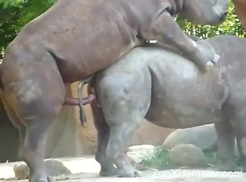 Rhino Porn - Rhino fuck scene featuring two beautiful animals