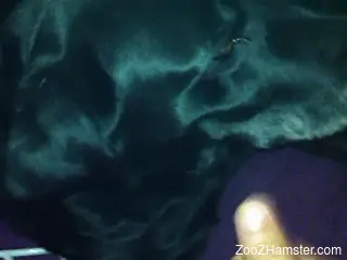 Black dog enjoying the taste of that hard cock
