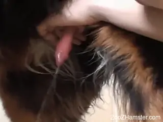 Dude jerking an animal's hard cock and making it cum