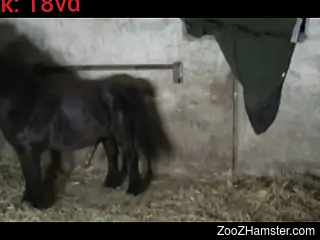 Assless chaps zoophile gets fucked by a horny pony