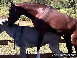 Brown stallion fucks a sexy mare's perfect pussy