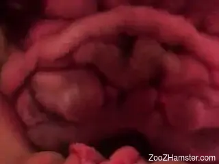 Bulldog buries its face in a girl's hot pussy