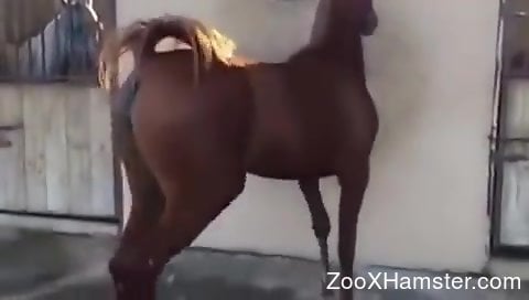 Sexy mare flaunting its pussy in a fun solo video