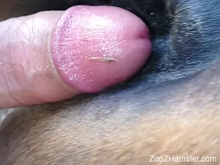Dude fucking his mare's hot pussy from behind