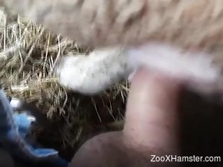 Dude uses his hard cock to ruin this beast's pussy