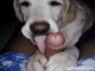 Dog sucking on a dude's cock in a POV porn video