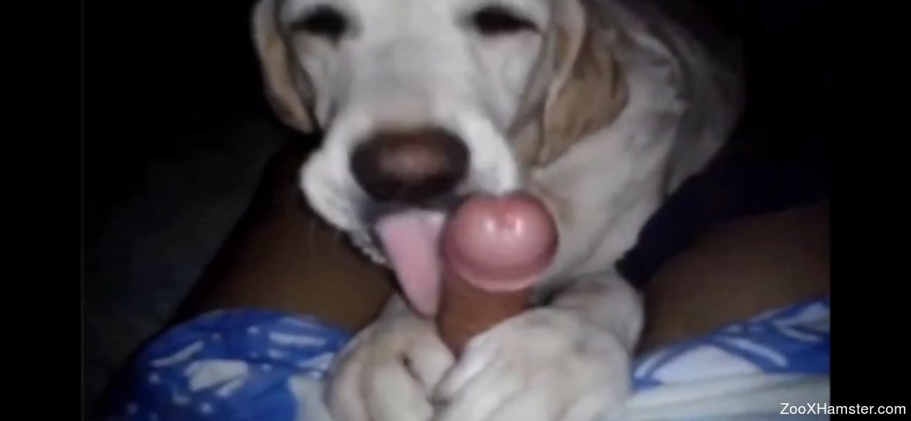 1280px x 592px - Dog sucking on a dude's cock in a POV porn video