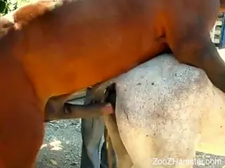 Brown stallion fucking a white mare from behind