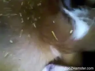 Dude fucking a mare's hot cunt in a zoo porn video