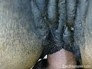 Mare's hot pussy gets fucked by a really hung dude
