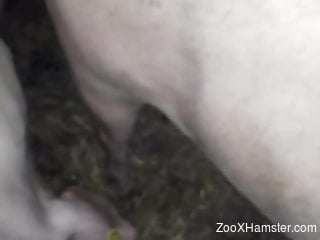 Dude using an inflating device to gape a pig's pussy