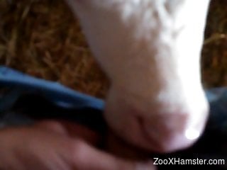 Dude cums all over this cow's sexy mug in POV
