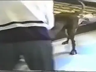 Impressive zoophile sex scene with two housewives