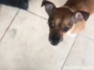 Dude gets a nice blowjob from his sexy-looking dog