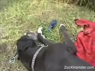 Brunette with a pretty face deepthroats a dog's cock