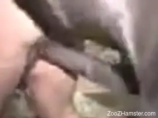 Stunning sex session with a good-looking stallion