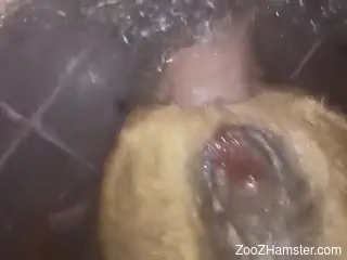 Dude cannot stop fucking this dog's tight orifice