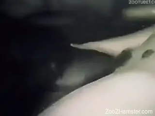 Fucked-up bestiality fucking with a retro babe