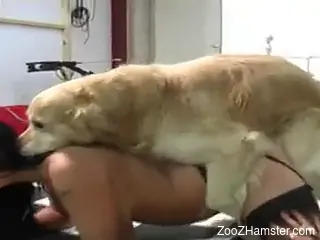 Seductive babes having fun with a horned-up beast