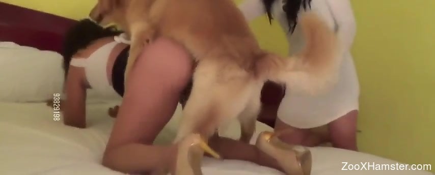 Deep sex with a good-looking brunette zoophile