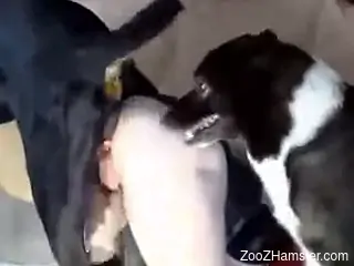 Sex tape video with a leather-clad zoophile hottie