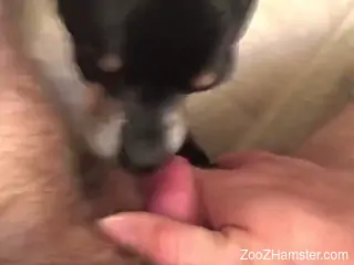 POV oral video featuring a hot zoophile and a kinky dog