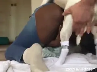White dog fucks a black beauty in a doggy style video