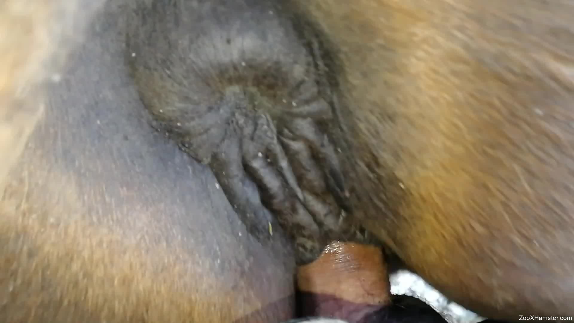 Guy's hard cock exploring a leaking mare cunt