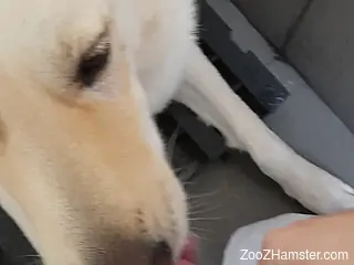 Horny dog licking a guy's cock in a hot porn video